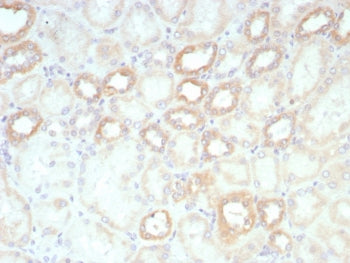 IHC staining of FFPE human kidney tissue with biotinylated Lambda Light Chain antibody probe followe
