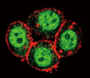 PAK1 Antibody