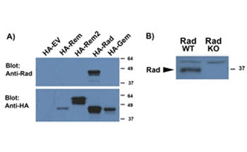 Figure A): Western blot of HEK293 lysates overexpressing several HA-tagged mouse GTPases including R