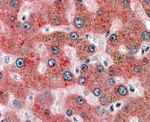 IHC staining of FFPE human liver with alpha-2-Antiplasmin antibody at 4ug/ml. HIER: steamed with pH6