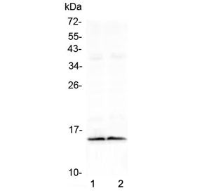 Western blot testing of two lots of mouse heart lysate with FABP3 antibody at 0.5ug/ml. Predicted mo