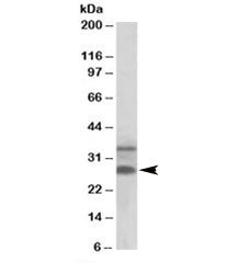 C16orf57 Antibody