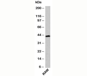 Western blot test of mouse samples with ICAD antibody at 4ug/ml.