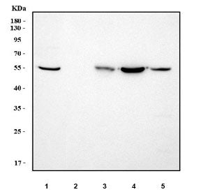 HNF6 Antibody