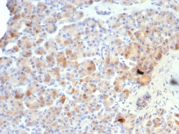 IHC staining of FFPE human pancreas tissue with Somatostatin antibody (clone SST/7200R). HIER: boil 