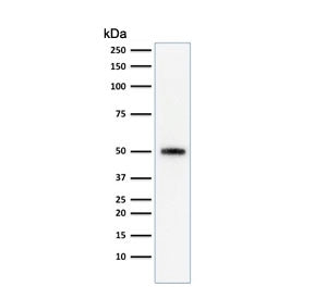 Western blot testing of human HeLa cell lysate with anti-p53 antibody (clone SPM590). Expetected mol