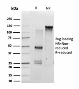 SDS-PAGE analysis of purified, BSA-free Scleraxis antibody (clone PCRP-SCXA-1D2) as confirmation of 