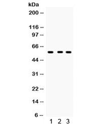 CYP27B1 Antibody