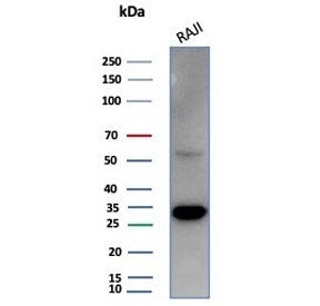 Western blot testing of human Raji cell lysate with PCNA antibody (clone PCNA/4540). Predicted molec