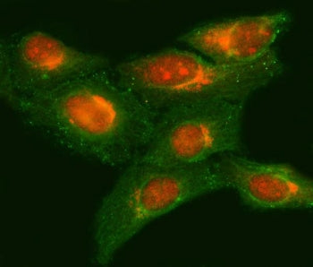 Immunofluorescent staining of FFPE human HeLa cells with NRMT antibody (red) and Beta Tubulin mAb (g