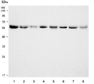 TCP1 delta Antibody / CCT4