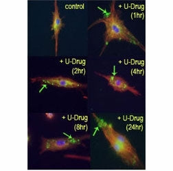 LC3B Antibody / MAP1LC3B, 0.4ml