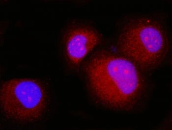 p23 Antibody / PTGES3