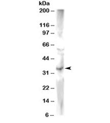 Western blot testing of human heart lysate with FRAT2 antibody at 2ug/ml. Predicted molecular weight