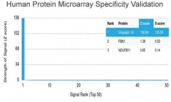 Uroplakin 1A Antibody / UPK1A
