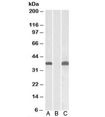 Western blot testing of HEK293 lysate overexpressing human PIM2-MYC with PIM2 antibody (0.1ug/ml) in