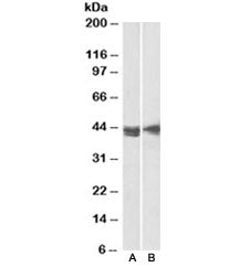 CD123 Antibody