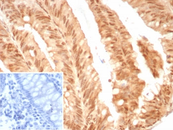 E2F4 Antibody
