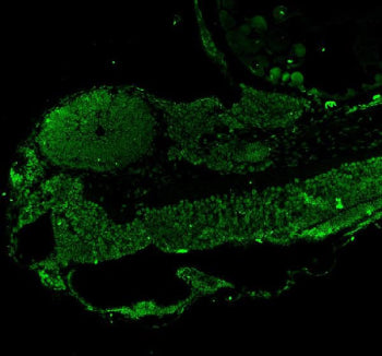 Immunofluorescent staining of Leo1 protein using Zebrafish Leo1 antibody (green) and zebrafish embry