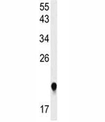 IMP3 Antibody