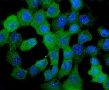 Immunofluorescent staining of FFPE human A431 cells with HSP22 antibody (green) and DAPI nuclear sta