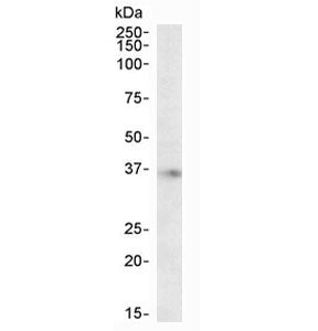 Western blot testing of human brain (hippocampus) lysate with APOE antibody at 2ug/ml. Predicted mol