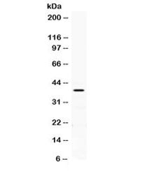 Western blot testing of human HeLa cell lysate with PON2 antibody. Expected/observed molecular weigh