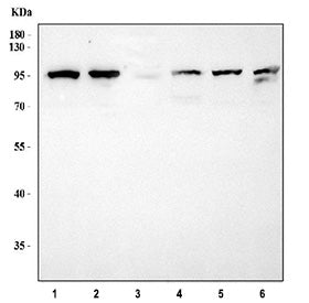 Western blot testing of 1) human Ramos, 2) human Daudi, 3) rat spleen, 4) mouse spleen, 5) mouse RAW