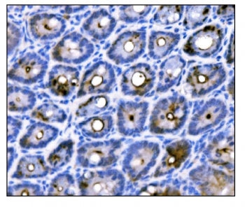 IHC staining of FFPE mouse colon tissue with Duox2 antibody. HIER: boil tissue sections in pH8 EDTA 
