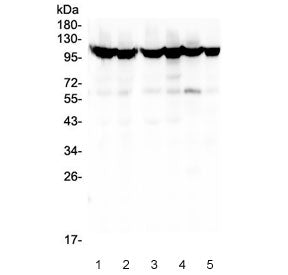 MSH2 Antibody