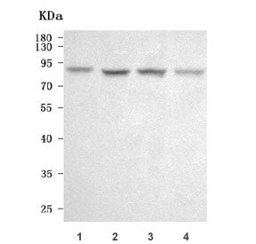 SEMA3D Antibody / Semaphorin 3D