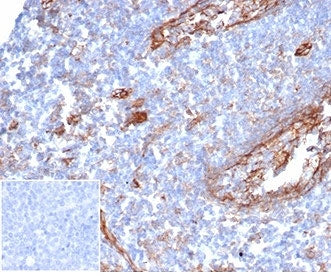 ICAM1 Antibody / CD54
