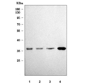 SLC35A4 Antibody / Solute carrier family 35 member A4
