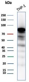 Western blot testing of human THP-1 cell lysate with SATB2 antibody (clone SATB2/8264R). Predicted m