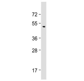 Western blot testing of human brain lysate with BMP8B antibody at 1:2000. Predicted molecular weight