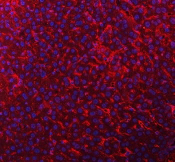 Timd2 Antibody / T-cell immunoglobulin mucin receptor 2