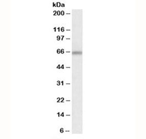 Western blot testing of mouse brain lysate with ATG16L1 antibody at 0.1ug/ml. Predicted molecular we