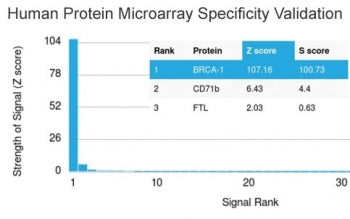 BRCA1 Antibody (Breast Marker)