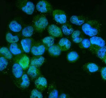 NEDD8 Antibody