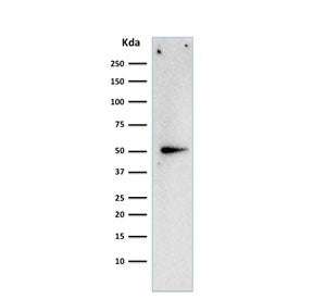 Cyclin A2 Antibody / CCNA2
