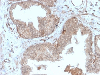 Major Vault Protein Antibody / MVP