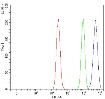 LDLR Antibody / LDL Receptor