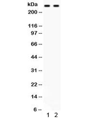 Versican Antibody