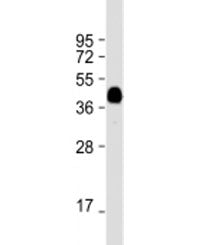 Western blot testing of E. coli lysate with MBP tag antibody at 1:16000. Predicted molecular weight: