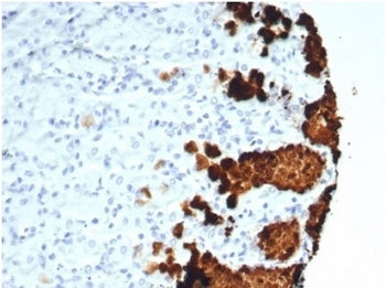 IHC staining of FFPE human stomach tissue with recombinant Gastric Mucin antibody (clone MUC5AC/7067R) at 2ug/ml. HIER: boil tissue sections in pH 9 10mM Tris with 1mM EDTA for 20 min and allow to cool before testing.