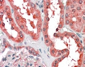 Cyt19 Antibody