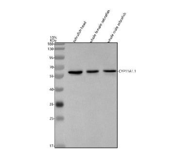 Western blot analysis of Cyp11a1.1 protein using Zebrafish Cyp11a1.1 antibody and 1) zebrafish head,