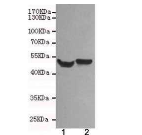 Western blot testing of 1) rat brain and 2) mouse brain lysates using NSE antibody at 1:500. Predict