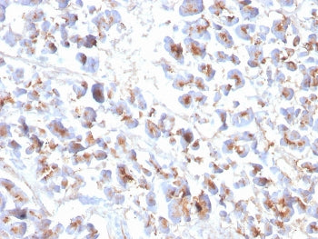 IHC staining of FFPE human pancreas with recombinant EPX antibody. HIER: boil tissue sections in pH 