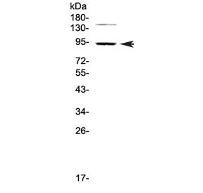 PDE4D Antibody